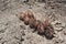 Aloe asperifolia plant in the moon landscape, Namibia