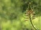 Aloe in bloom. Blurred green background with copy space