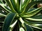 Aloe Brevifolia Or Short Leaved Aloe