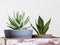 Aloe brevifolia succulent and snake plant