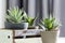 Aloe brevifolia succulent and snake plant in living room