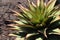 Aloe Broomi, Latin Xanthorrhoeaceae, Cactus plants