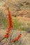 Aloe Brunnthaleri, Juttae, Microstigma is a Floriferous Aloe with cheerful flowers blooming at Boyce Thompson Arboretum, Superior,