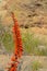 Aloe Brunnthaleri, Juttae, Microstigma is a Floriferous Aloe with cheerful flowers blooming at Boyce Thompson Arboretum, Superior,