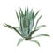 Aloe bush