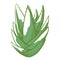 Aloe bush green icon, beautiful succulent plant