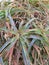 Aloe bush growing in the middle of a street in Buenos Aires