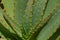 Aloe cactus closeup - beautiful natural pattern