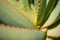 Aloe cactus closeup , thorns macro