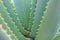 Aloe cactus macro - Aloe plant closeup / details