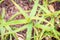 Aloe camperi variety plant