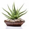 Aloe Caryophyllus Plant In Basket: Powerful Symbolism And Distinct Framing