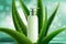 Aloe cosmetic moisture product cream face body lotion template