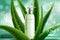 Aloe cosmetic moisture product vector illustration, 3d bottle with moisturizer cream or body lotion and realistic aloe