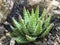 Aloe Crosbys Prolific, Aloe Hybrid