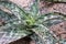 Aloe davyana (Aloe greatheadii var. davyana) .