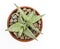 Aloe `Delta Lights` Plants In Clay Pot with Stones