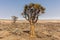 Aloe dichotoma Aloidendron dichotomum or typical quiver tree from southern Namibia