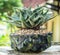 Aloe donnie on handmade concrete artisan pot