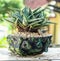 Aloe donnie on handmade concrete artisan pot