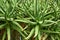 Aloe Elegance: Botanical Delight in the Greenhouse Sanctuary. Botanic Oasis: Exploring the Enchanting Aloe Realm in
