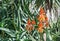 Aloe elgonica bushes in the garden in full bloom