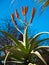 Aloe excelsa red flower in close up in Sydney botanic garden.