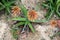 Aloe in Fairy Lake Botanical Garden