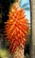 Aloe ferox, Cape Aloe