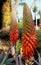 Aloe ferox, Cape Aloe