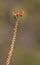 Aloe flower