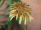 Aloe flower cluster