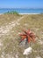 Aloe flower on the desert