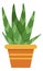 Aloe in flowerpot. Green home decoration. Healthy plant