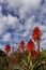 Aloe flowers blue sky clouds