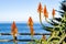 Aloe flowers on the Pacific Ocean shoreline, Pacific Grove, Monterey bay area, California