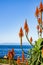 Aloe flowers on the Pacific Ocean shoreline, Pacific Grove, Monterey bay area, California