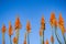 Aloe flowers on the Pacific Ocean shoreline, Pacific Grove, Monterey bay area, California