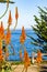 Aloe flowers on the Pacific Ocean shoreline, Pacific Grove, Monterey bay area, California