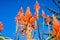 Aloe flowers on the Pacific Ocean shoreline, Pacific Grove, Monterey bay area, California