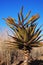 Aloe in a grassy landscape