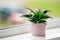 Aloe Green leaves, Succulent house plant on window sill