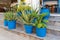 Aloe growing in blue pots,
