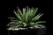 Aloe Haworthia small Cactus in pot black in the dark