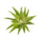 Aloe house plant top view vector isolated.