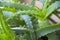 Aloe. Houseplant succulent close-up