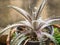Aloe humilis in the wood flowerpot