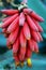 Aloe hybrid peri-peri flowers