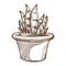 Aloe indoor plant in pot isolated sketch home decor