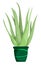 Aloe. Indoor tropical plant in flower pot. Wide fleshy leaves, succulents, cactus. Healing indoor flowers. Plants in batanic